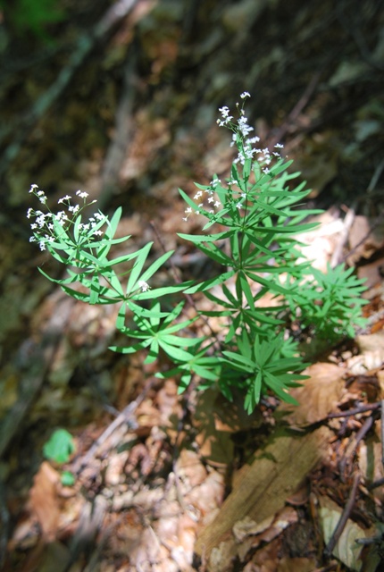 Galium o Asperula? Galium del gr. sylvaticum